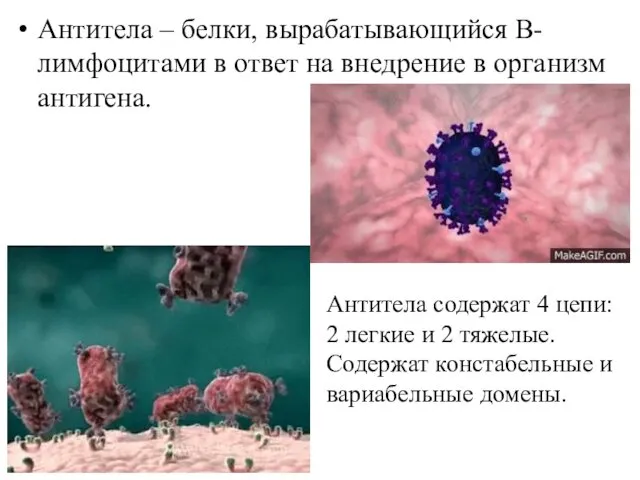 Антитела – белки, вырабатывающийся В-лимфоцитами в ответ на внедрение в организм антигена. Антитела