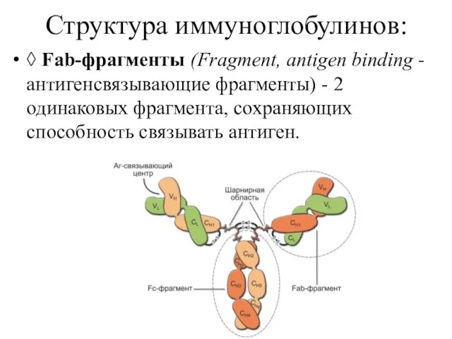 Структура иммуноглобулинов: ◊ Fab-фрагменты (Fragment, antigen binding - антигенсвязывающие фрагменты) - 2 одинаковых