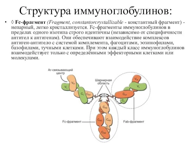 Структура иммуноглобулинов: ◊ Fc-фрагмент (Fragment, constantorcrystallizable - константный фрагмент) - непарный, легко кристаллизуется.