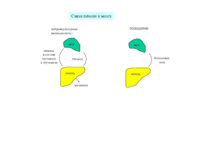 печень мозг глюкоза аммиак в составе глутамата и глутамина мочевина