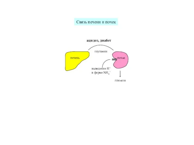 печень почка глутамин глюкоза выведение H+ в форме NH4+ ацидоз, диабет Связь печени и почек