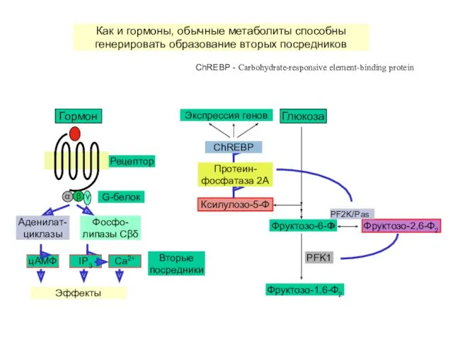 Аденилат-циклазы цАМФ Фосфо-липазы Cβδ IP3 Ca2+ Эффекты Гормон G-белок Рецептор