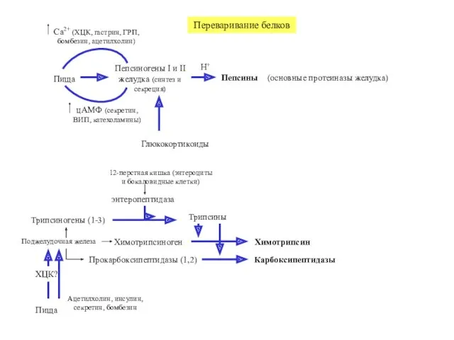 Переваривание белков Пища Пепсиногены I и II желудка (синтез и