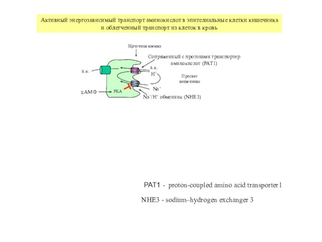 Щеточная каемка Просвет кишечника Na+/H+ обменник (NHE3) Сопряженный с протонами