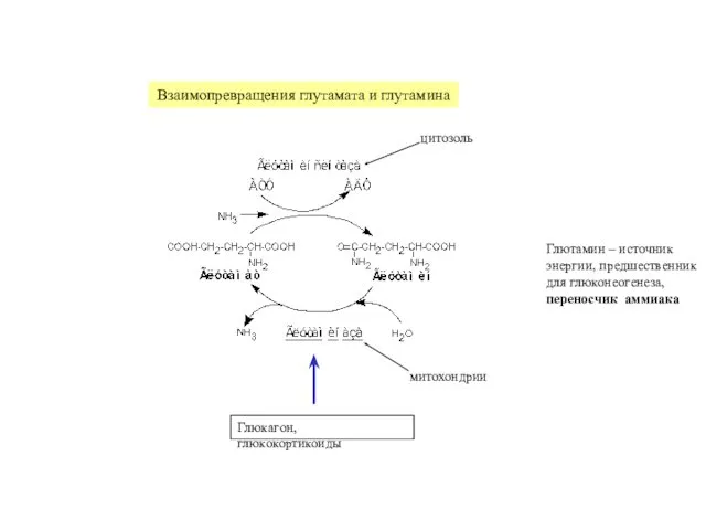 Взаимопревращения глутамата и глутамина цитозоль митохондрии Глюкагон, глюкокортикоиды Глютамин –