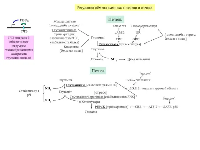 Регуляция обмена аммиака в печени и почках ГЧЭ ГК-Рц ГЧЭ