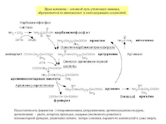 Недостаточность ферментов ( гипераммониемия, цитруллинемия, аргининсукциникэсидурия, аргининемия) - рвота, летаргия,