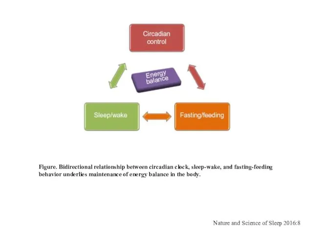 Figure. Bidirectional relationship between circadian clock, sleep-wake, and fasting-feeding behavior