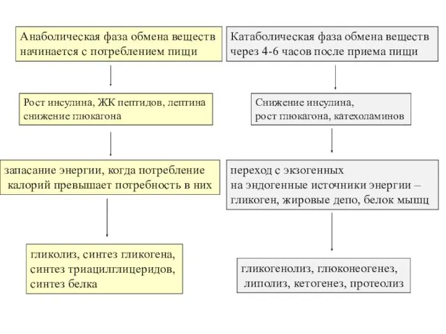 Анаболическая фаза обмена веществ начинается с потреблением пищи Катаболическая фаза