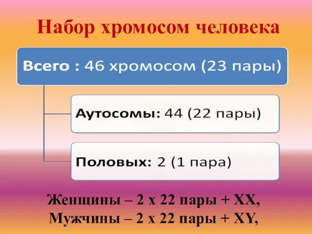 Набор хромосом человека Женщины – 2 х 22 пары + XX, Мужчины –