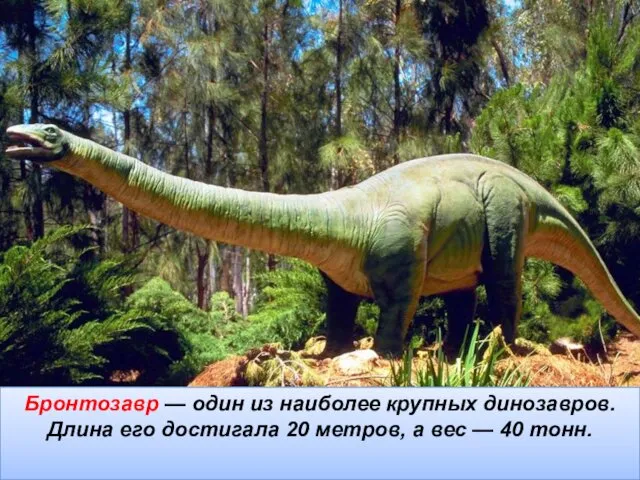 Бронтозавр — один из наиболее крупных динозавров. Длина его достигала