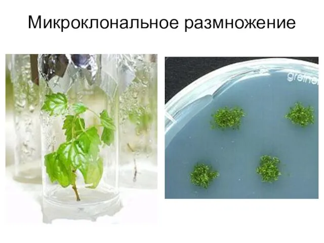 Микроклональное размножение