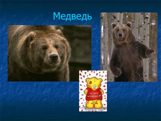 Медведь