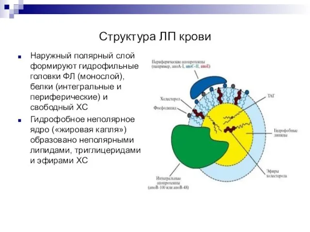 Структура ЛП крови Наружный полярный слой формируют гидрофильные головки ФЛ