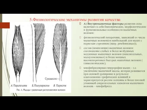 5.Физиологические механизмы развития качества А) Внутримышечные факторы развития силы включают