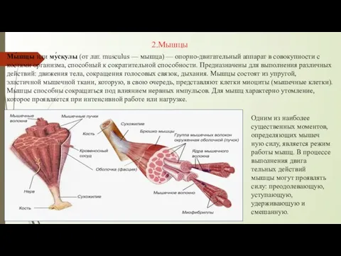 Одним из наиболее существенных моментов, определяющих мышеч­ную силу, является режим