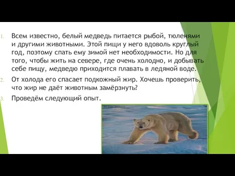 Всем известно, белый медведь питается рыбой, тюленями и другими животными. Этой пищи у