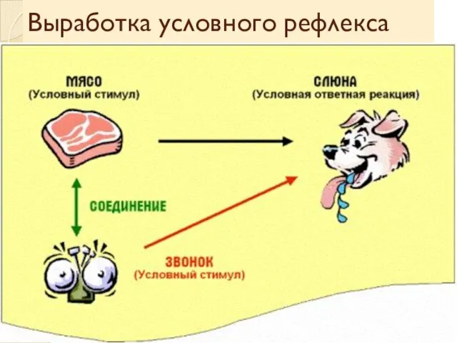 Выработка условного рефлекса