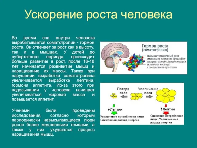 Ускорение роста человека Во время сна внутри человека вырабатывается соматотропин