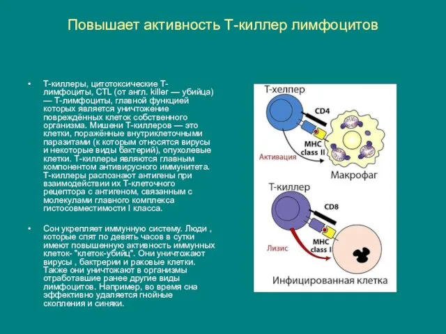 Повышает активность Т-киллер лимфоцитов Т-киллеры, цитотоксические T-лимфоциты, CTL (от англ.