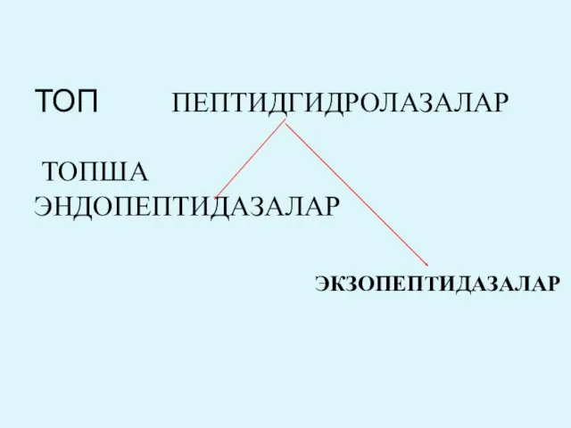 ТОП ПЕПТИДГИДРОЛАЗАЛАР ТОПША ЭНДОПЕПТИДАЗАЛАР ЭКЗОПЕПТИДАЗАЛАР