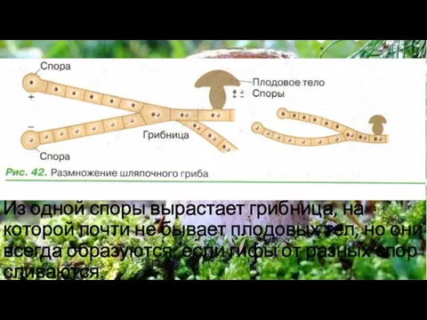 Из одной споры вырастает грибница, на которой почти не бывает