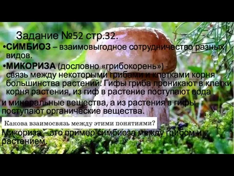 Задание №52 стр.32. СИМБИОЗ – взаимовыгодное сотрудничество разных видов. МИКОРИЗА