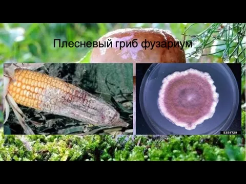 Плесневый гриб фузариум