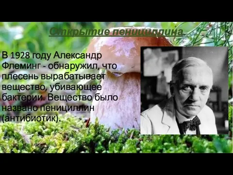 Открытие пенициллина В 1928 году Александр Флеминг - обнаружил, что