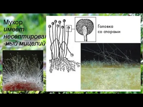 Мукор имеет несептирован-ный мицелий