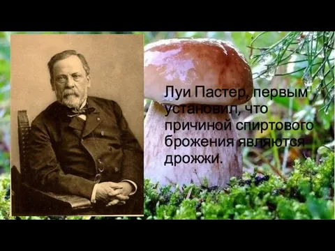 Луи Пастер, первым установил, что причиной спиртового брожения являются дрожжи.