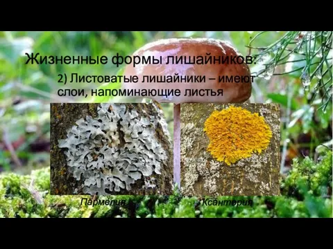 Жизненные формы лишайников: 2) Листоватые лишайники – имеют слои, напоминающие листья Пармелия Ксантория