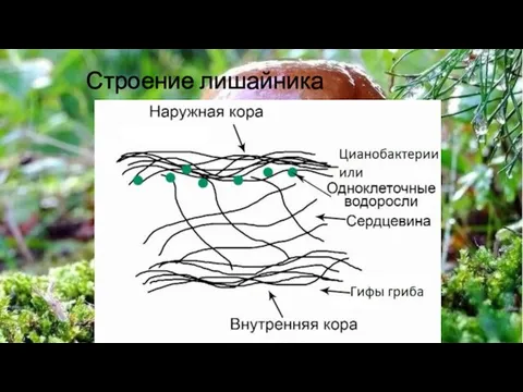 Строение лишайника