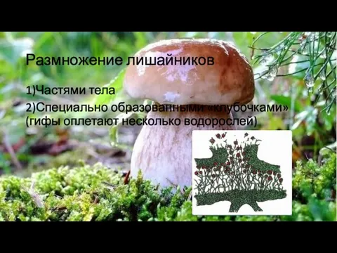 Размножение лишайников 1)Частями тела 2)Специально образованными «клубочками» (гифы оплетают несколько водорослей)