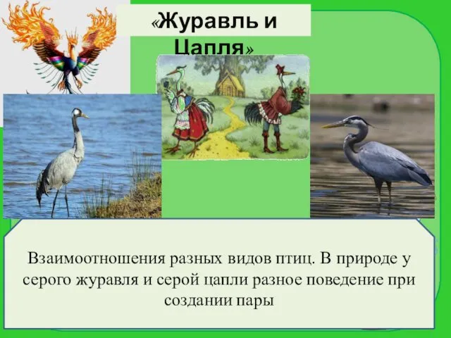 «Журавль и Цапля» Взаимоотношения разных видов птиц. В природе у