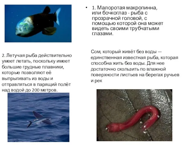 1. Малоротая макропинна, или бочкоглаз - рыба с прозрачной головой,