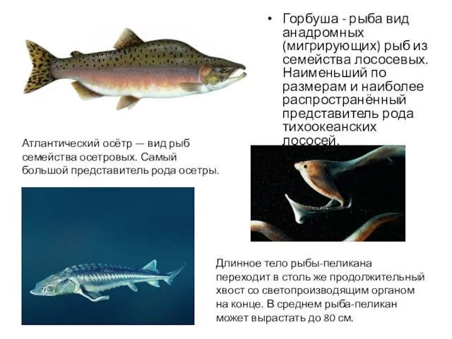 Горбуша - рыба вид анадромных (мигрирующих) рыб из семейства лососевых.