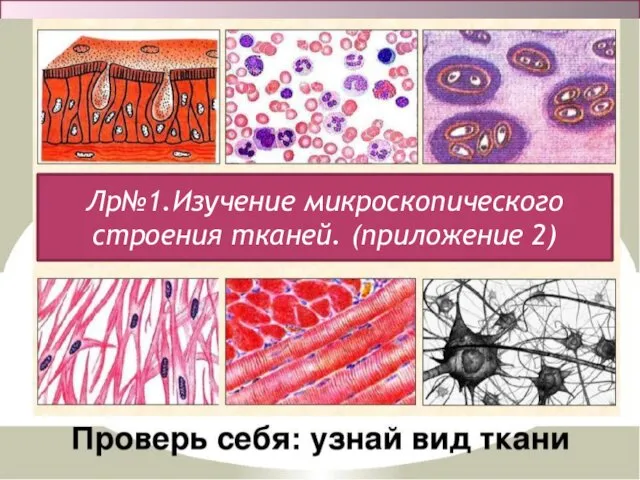 ЛАБОРАТОРНАЯ РАБОТА Лр№1.Изучение микроскопического строения тканей. (приложение 2)