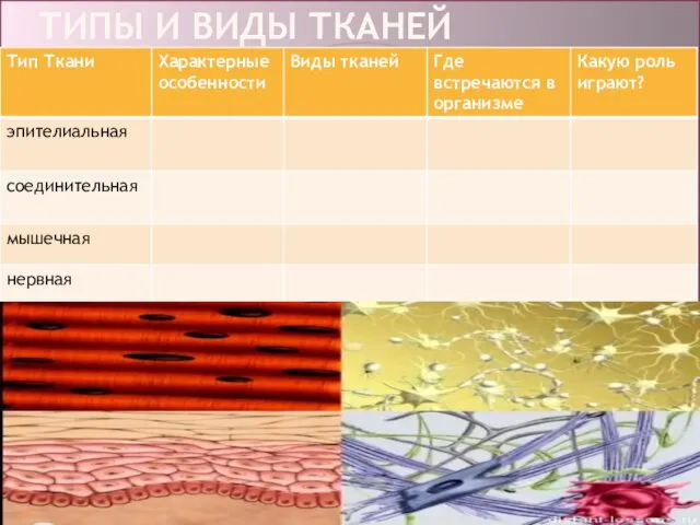 ТИПЫ И ВИДЫ ТКАНЕЙ