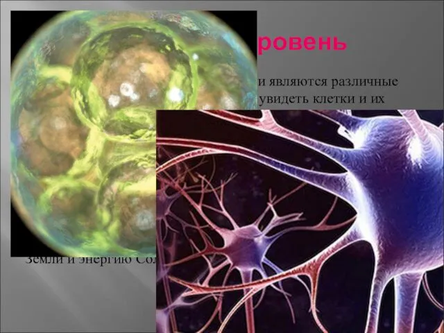 Клеточный уровень На этом уровне главными элементами являются различные органеллы.