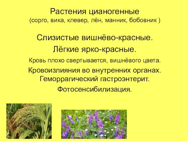 Растения цианогенные (сорго, вика, клевер, лён, манник, бобовник ) Слизистые