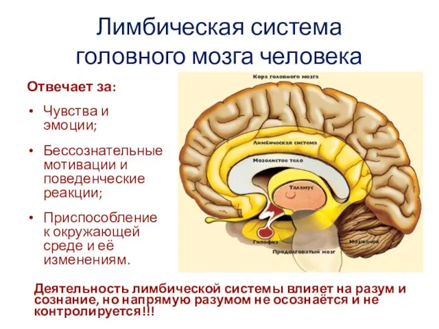 Лимбическая система головного мозга человека Отвечает за: Чувства и эмоции; Бессознательные мотивации и