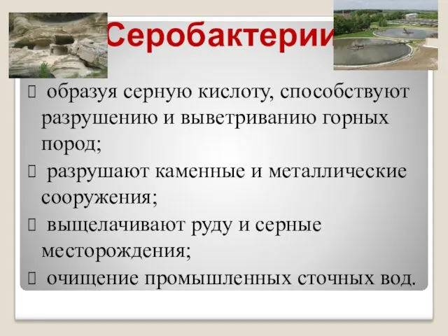 Серобактерии образуя серную кислоту, способствуют разрушению и выветриванию горных пород;