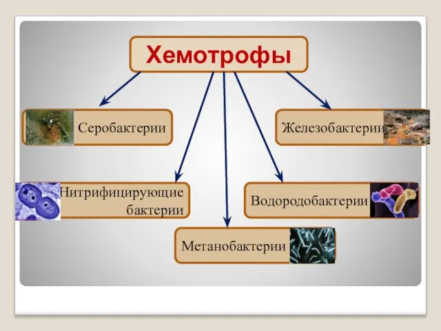 Хемотрофы Серобактерии Железобактерии Нитрифицирующие бактерии Водородобактерии Метанобактерии