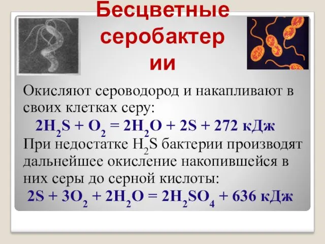 Бесцветные серобактерии Окисляют сероводород и накапливают в своих клетках серу: