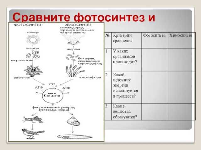 Сравните фотосинтез и хемосинтез