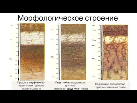 Морфологическое строение