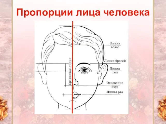 Пропорции лица человека