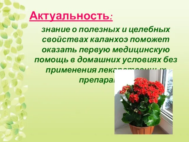 Актуальность: знание о полезных и целебных свойствах каланхоэ поможет оказать