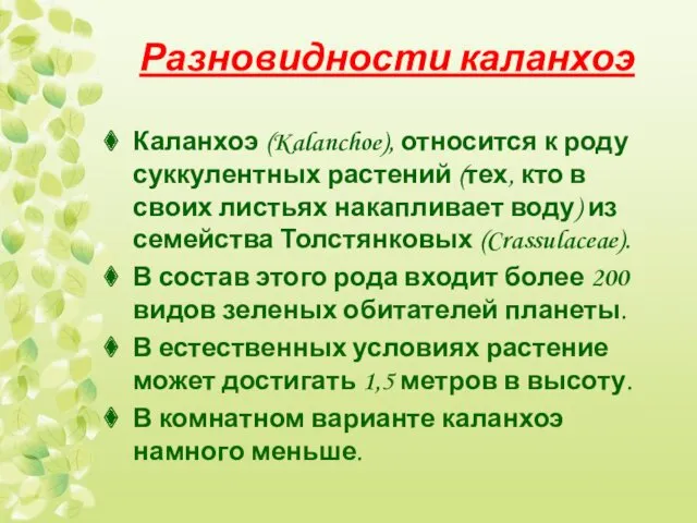 Разновидности каланхоэ Каланхоэ (Kalanchoe), относится к роду суккулентных растений (тех,